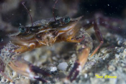 crab crab :) by Taco Cheung 